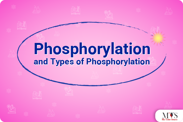 Phosphorylation and Types of Phosphorylation