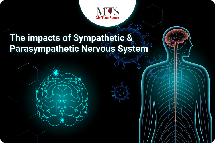 The impacts of sympathetic and parasympathetic nervous system
