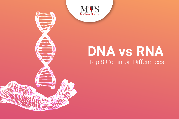 DNA vs RNA : Top 8 Common Differences!