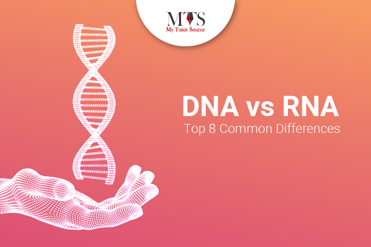 dna-vs-rna-top-8-common-differences