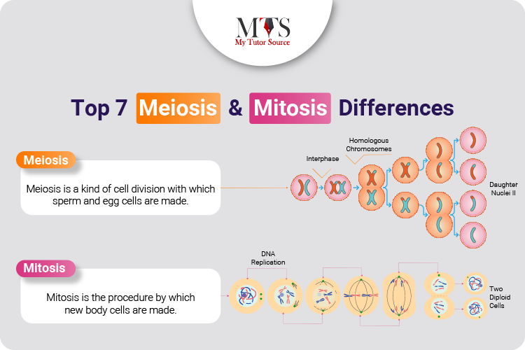 Top 7 Meiosis And Mitosis Differences
