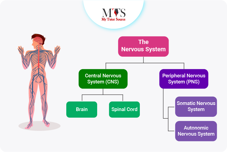 Nervous system classification