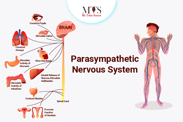 Parasympathetic system